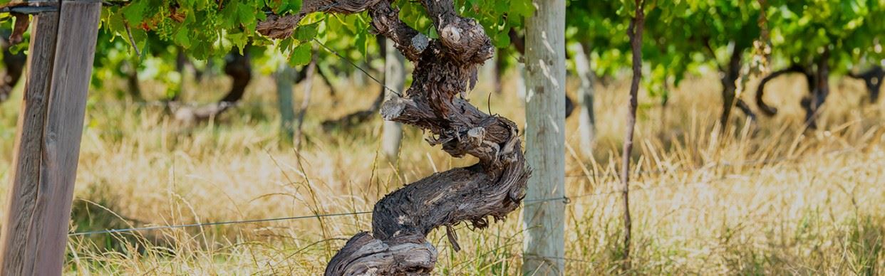 The Introduction to Wine Course with Jeremy Oliver